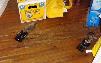 mouse trapping