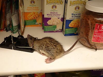 rodent trapping